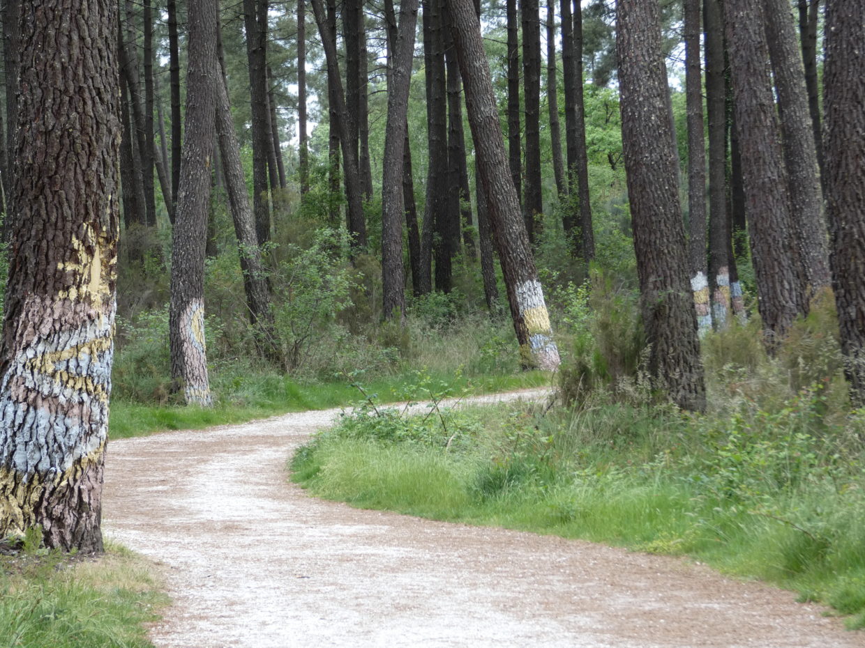 Forêt de Migelane